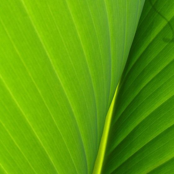 Bananenblatt auf Madeira