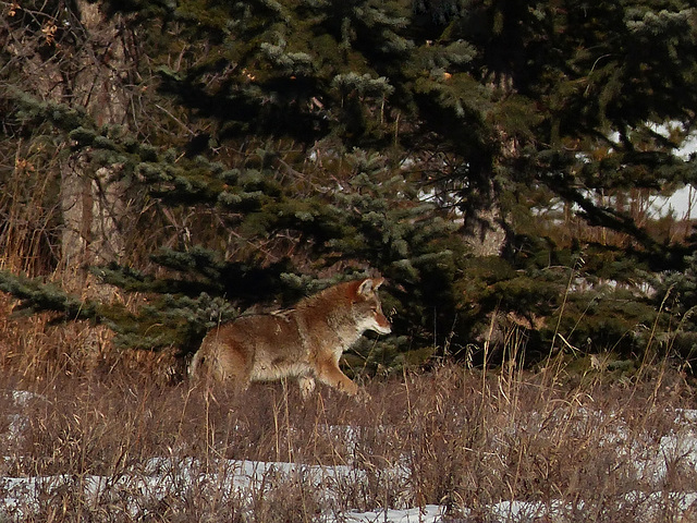 Stealthy Coyote