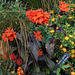Haute-Culture- Lychnis 'Scarlet O'Hara