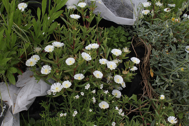 Haute-Culture-Delosperma