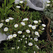 Haute-Culture-Delosperma