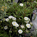 Haute-Culture-Delosperma (2)