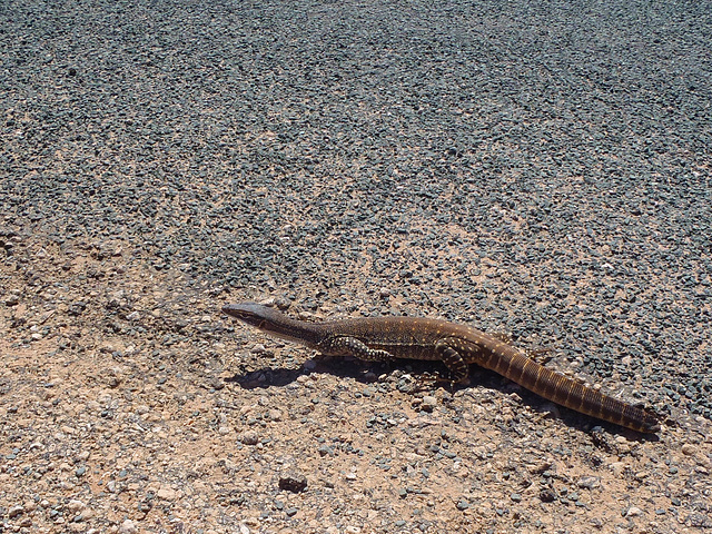 sand goanna