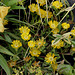 Haute-Culture-Delosperma (3)