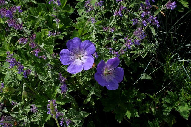 Haute-Culture-Geranium Rozanne