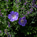 Haute-Culture-Geranium Rozanne