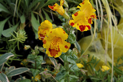 Haute-Culture-Mimulus