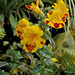 Haute-Culture-Mimulus