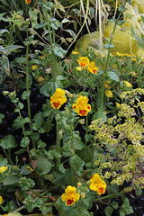 Haute-Culture-Mimulus (2)