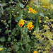 Haute-Culture-Mimulus (2)