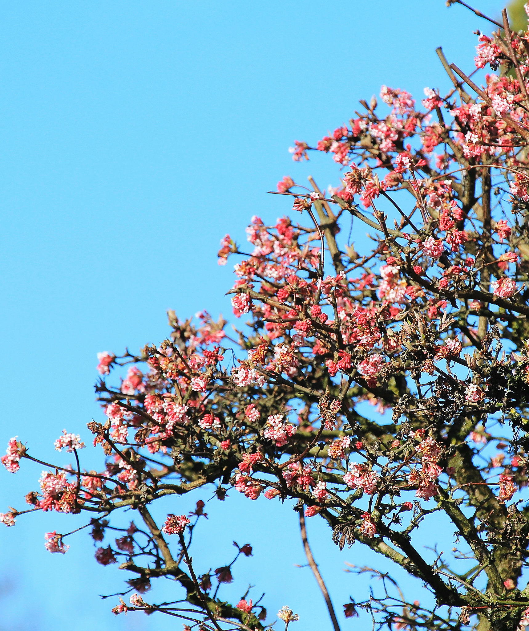 Erste Frühlingsfarben