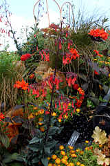 Haute-Culture-Phygelius (2)