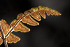 Underside of Fern