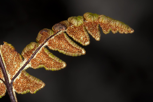 Underside of Fern