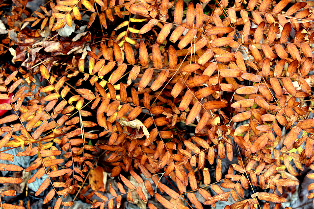 Ferns in autumn