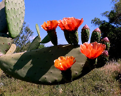 Opuntia