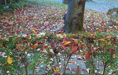 Colored leaves on abelia hedge