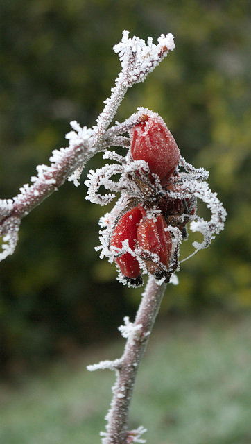 Frosted Rose Hips