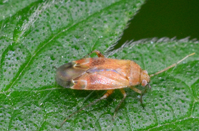 Psallus species