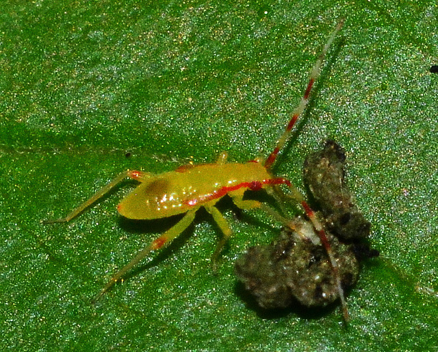 Campyloneura virgula Nymph