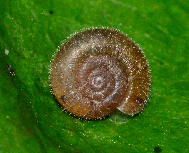 Hairy Snail.....aka Celtic Burial Site as identified by Aisling artefact!!!