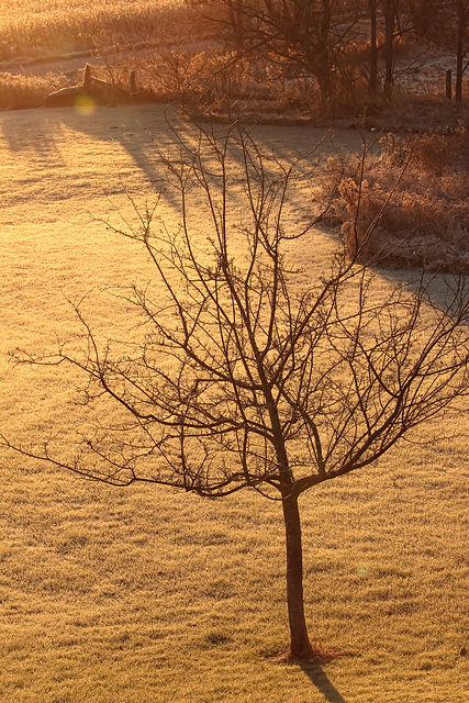 frost at sunrise