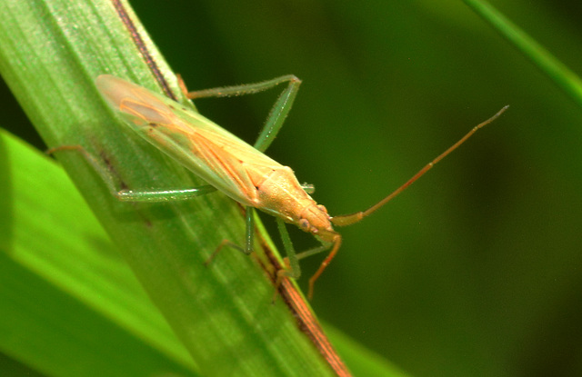 Stenodema laevigata (Miridae) thanks to Rockwolf for ID