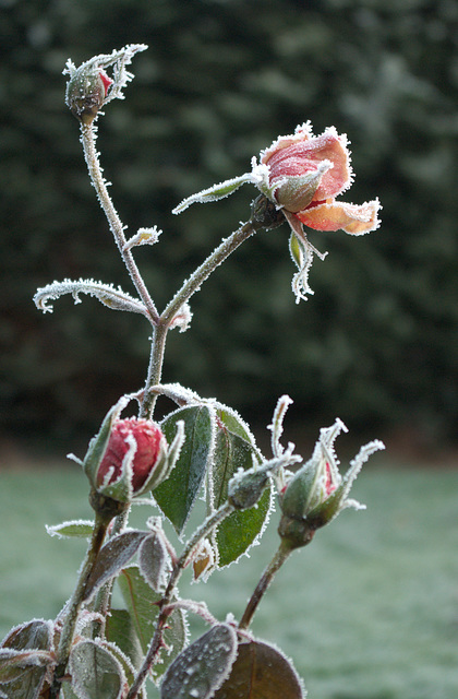 Frosted Rose