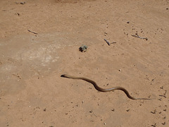 King Brown snake on the road