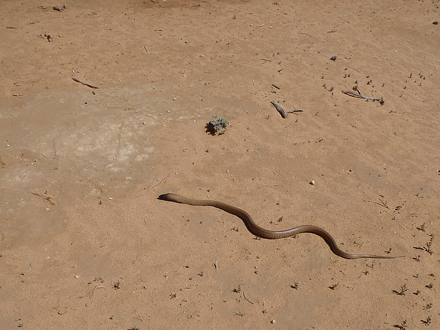 King Brown snake on the road