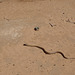 King Brown snake on the road