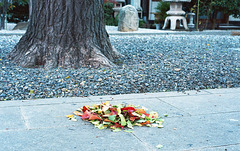 Gathered fallen leaves