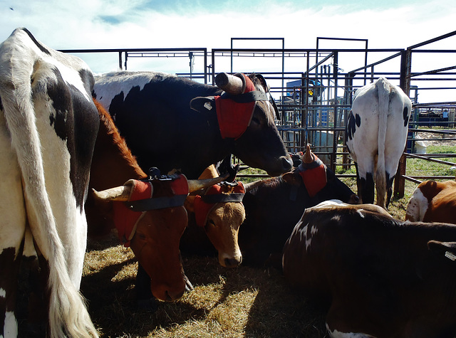 Stony Creek Rodeo 2014