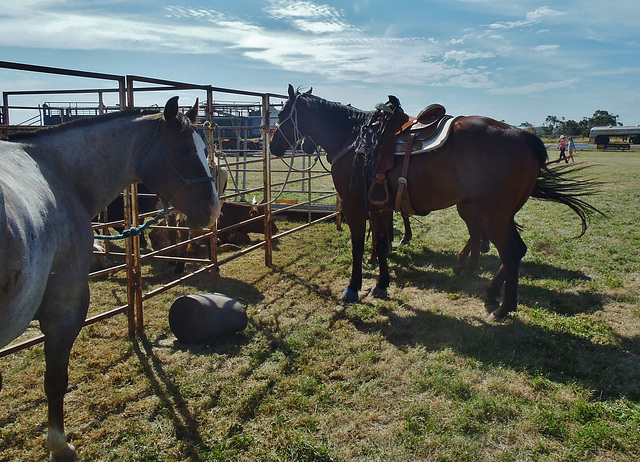 Stony Creek Rodeo 2014