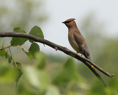 jaseur d'Amérique/cedar waxwing