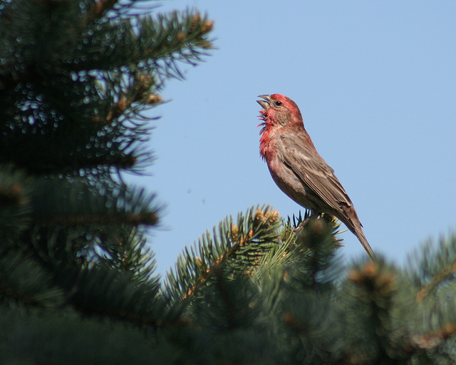 roselin familier/house finch