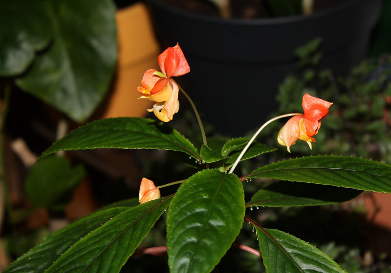 Impatiens bicaudata