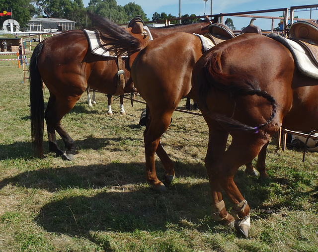 Stony Creek Rodeo 2014