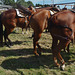 Stony Creek Rodeo 2014