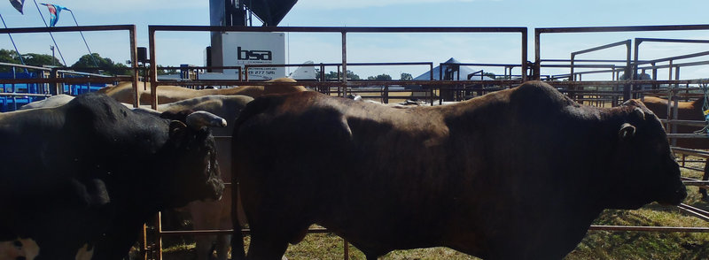 Stony Creek Rodeo 2014