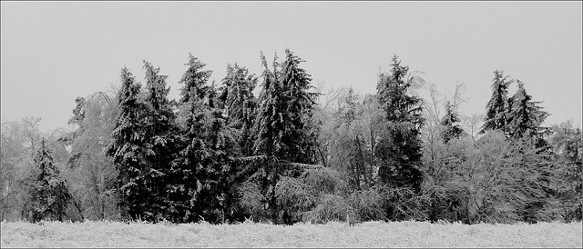 Bennett Farm after the Ice Storm