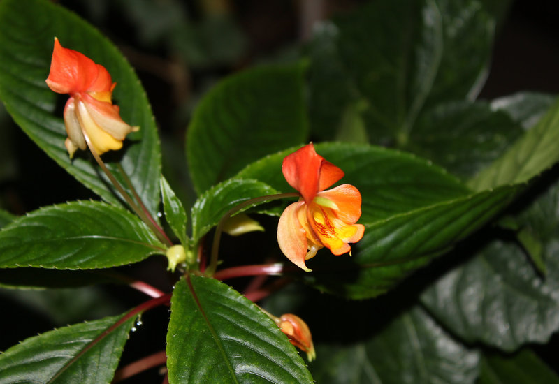 Impatiens bicaudata (3)