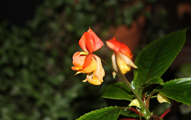 Impatiens bicaudata (5)