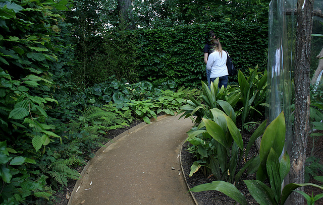 Le jardin de la grotte- Aspidistra