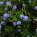 Le jardin de la grotte-Ceanothus