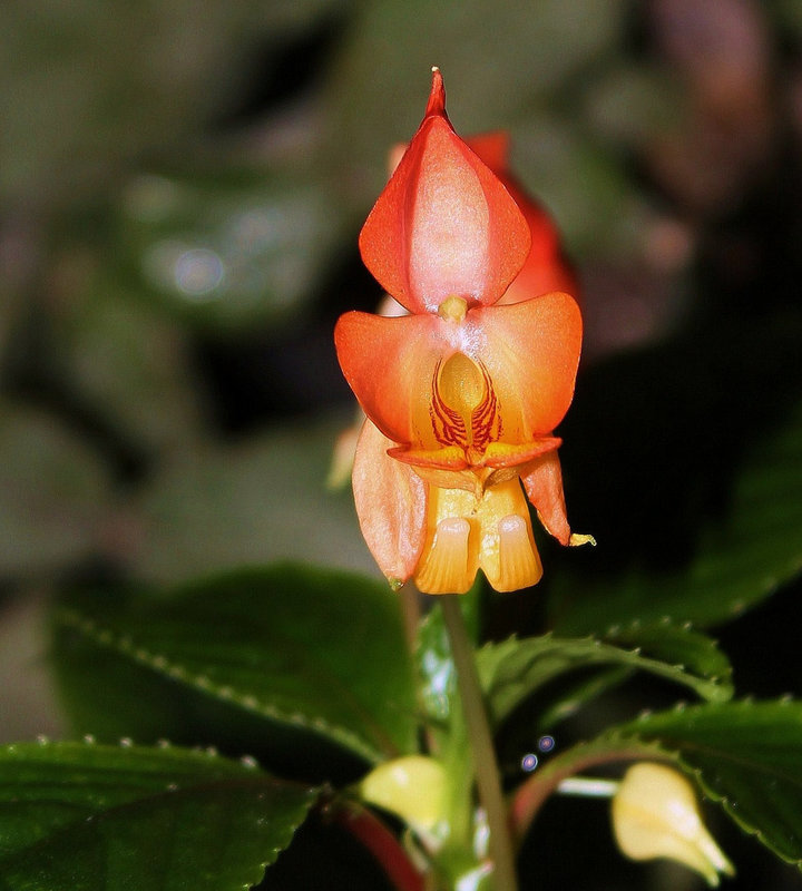 Impatiens bicaudata (2)