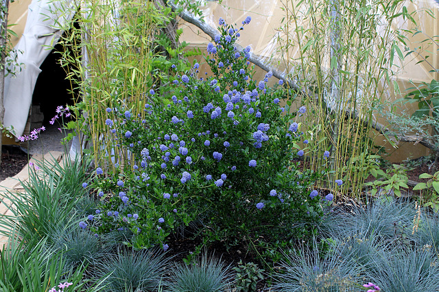 Le jardin de la grotte-Ceanothus (2)