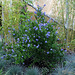 Le jardin de la grotte-Ceanothus (2)