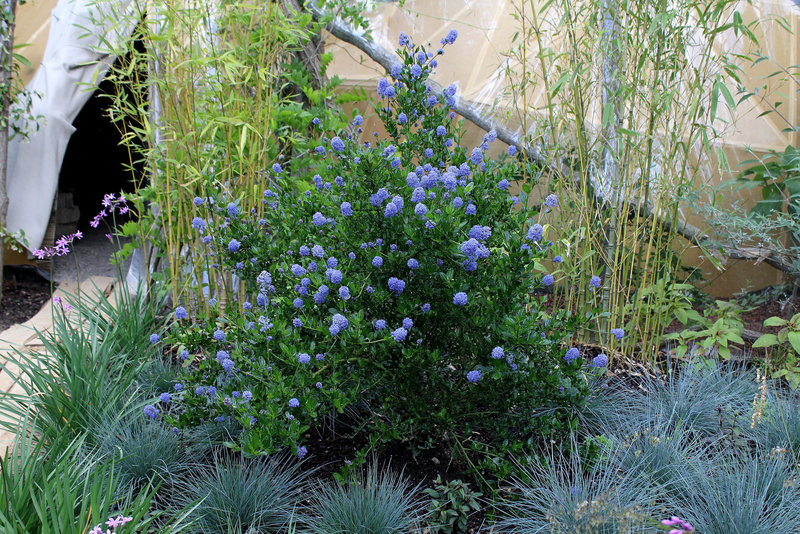 Le jardin de la grotte-Ceanothus (2)