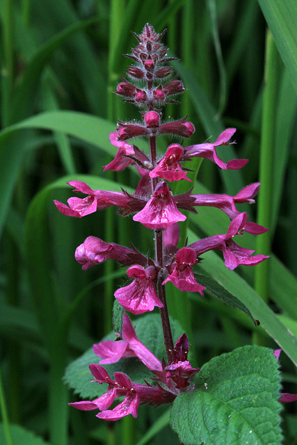 Great Hedge-nettle